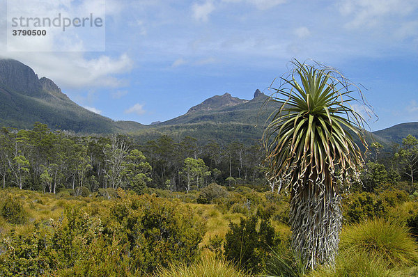 Pandanusbaum Richea pandanifolia am Overland Track Cradle Mountain Lake St Clair Nationalpark Tasmanien Australien