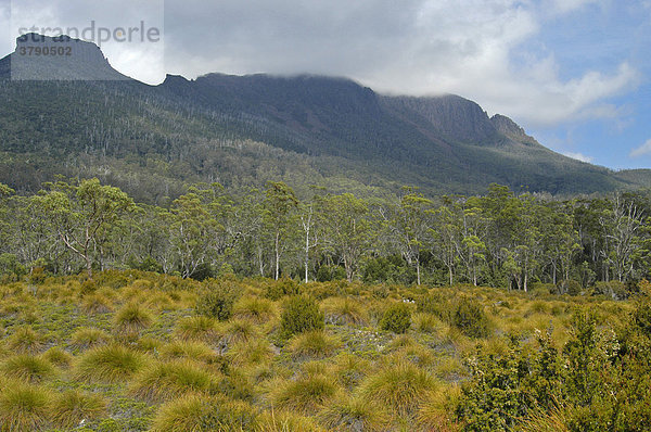 Pelion Ebene mit Mt Pelion West am Overland Track Cradle Mountain Lake St Clair Nationalpark Tasmanien Australien