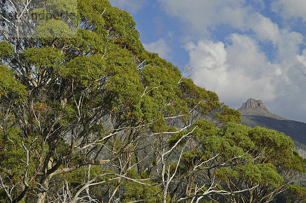 Vegetation der Pelion Ebene am Overland Track Cradle Mountain Lake St Clair Nationalpark Tasmanien Australien