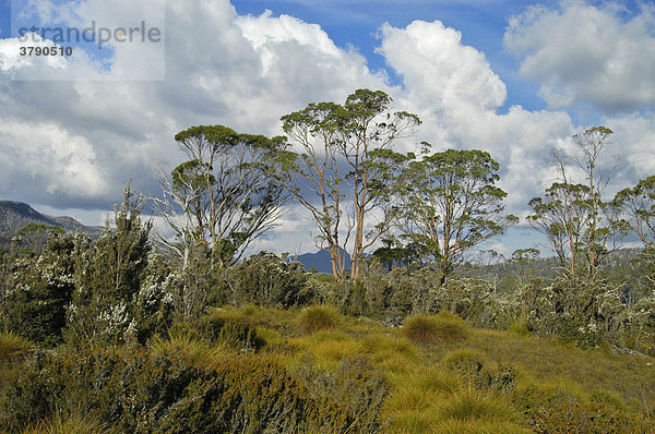 Vegetation der Pelion Ebene am Overland Track Cradle Mountain Lake St Clair Nationalpark Tasmanien Australien