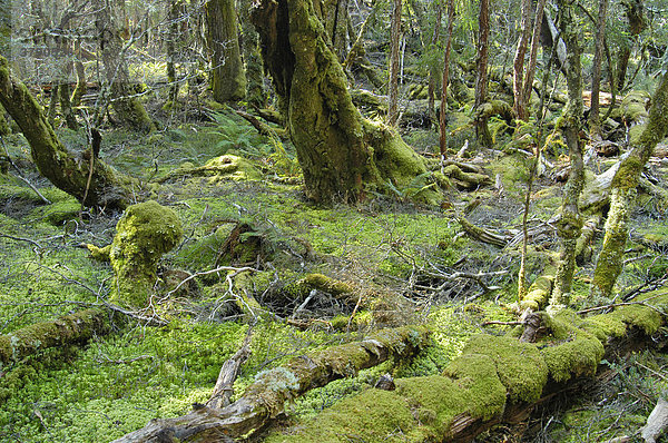Moosboden des Regenwaldes am Overland Track Cradle Mountain Lake St Clair Nationalpark Tasmanien Australien