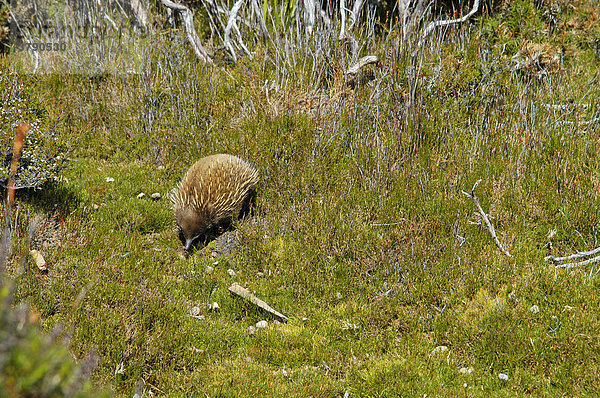Schnabeligel Echidna am Overland Track Cradle Mountain Lake St Clair Nationalpark Tasmanien Australien