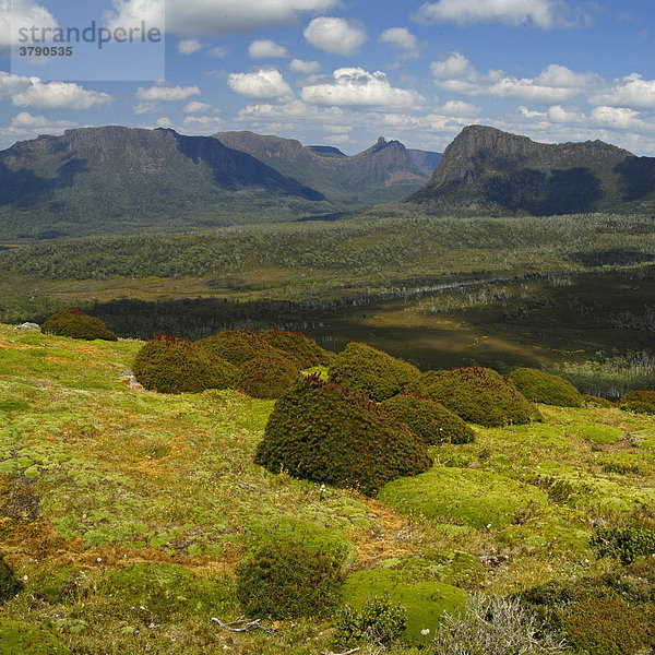 Typische Vegetation mit Gebüsch und Polsterpflanzen am Mt Pelion East am Overland Track Cradle Mountain Lake St Clair Nationalpark Tasmanien Australien