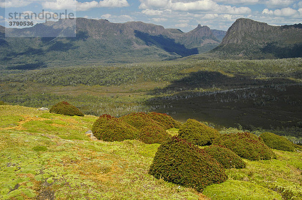 Typische Vegetation mit Gebüsch und Polsterpflanzen am Mt Pelion East am Overland Track Cradle Mountain Lake St Clair Nationalpark Tasmanien Australien