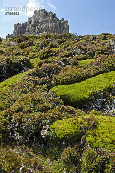 Mt Pelion East mit typischer Vegetation am Overland Track Cradle Mountain Lake St Clair Nationalpark Tasmanien Australien