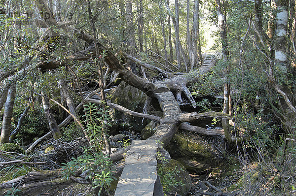Holzbohlenweg über Bäume ins Pine Valley am Overland Track Cradle Mountain Lake St Clair Nationalpark Tasmanien Australien