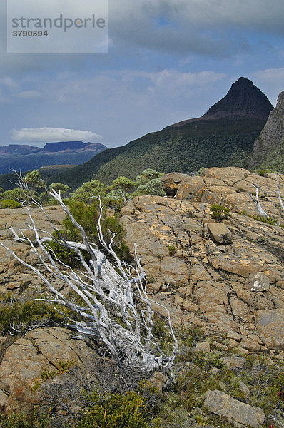 Mt Gould und Labyrinth beim Pine Valley am Overland Track Cradle Mountain Lake St Clair Nationalpark Tasmanien Australien