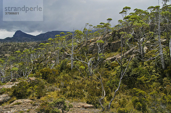 Labyrinth beim Pine Valley am Overland Track Cradle Mountain Lake St Clair Nationalpark Tasmanien Australien