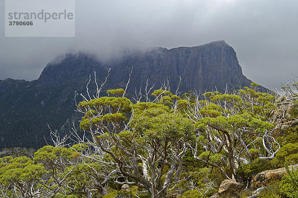 Wolkenstimmung über der Akropolis gesehen vom Labyrinth beim Pine Valley am Overland Track Cradle Mountain Lake St Clair Nationalpark Tasmanien Australien