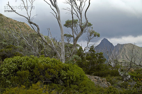 Labyrinth beim Pine Valley am Overland Track Cradle Mountain Lake St Clair Nationalpark Tasmanien Australien