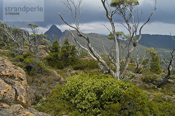 Labyrinth beim Pine Valley am Overland Track Cradle Mountain Lake St Clair Nationalpark Tasmanien Australien