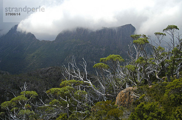 Blick zur Akropolis vom Labyrinth beim Pine Valley am Overland Track Cradle Mountain Lake St Clair Nationalpark Tasmanien Australien