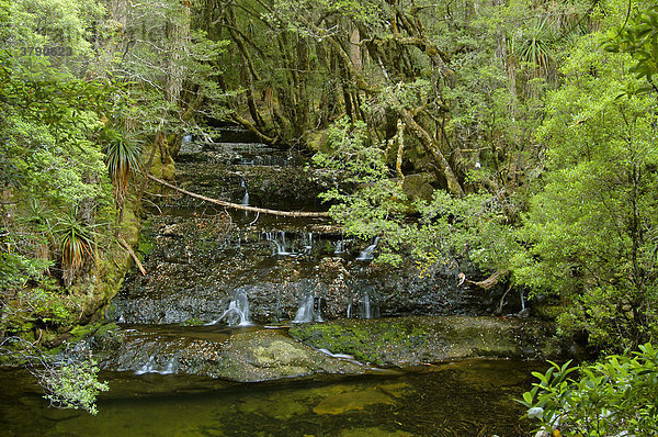 Cephissus Wasserfall im Pine Valley Overland Track Cradle Mountain Lake St Clair Nationalpark Tasmanien Australien