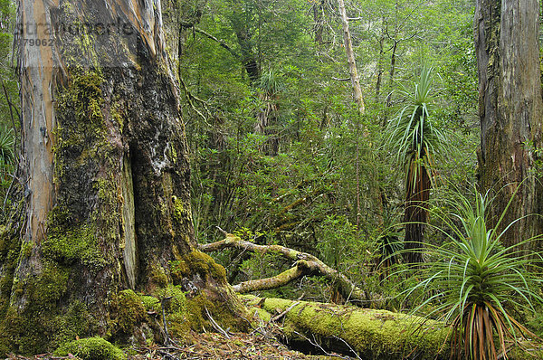 Regenwald mit Pandanusbäumen Richea Pandanifolia im Pine Valley Overland Track Cradle Mountain Lake St Clair Nationalpark Tasmanien Australien