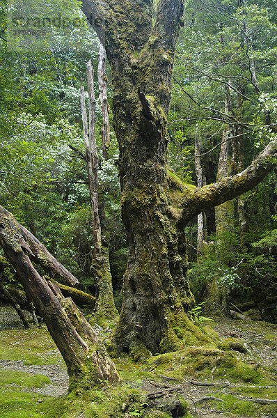 Regenwald im Pine Valley am Overland Track Cradle Mountain Lake St Clair Nationalpark Tasmanien Australien