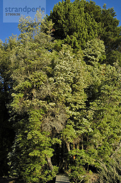 Vegetation mit blühendem Leatherwoodbaum Eucryphia lucida beim Echo Point am Overland Track Cradle Mountain Lake St Clair Nationalpark Tasmanien Australien