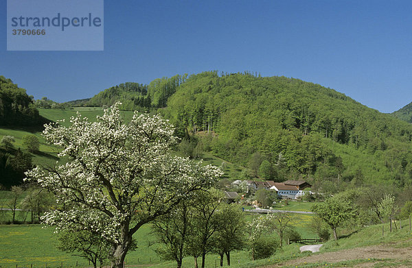 Blühende Obstbäume in Furth Triestingtal Niederösterreich
