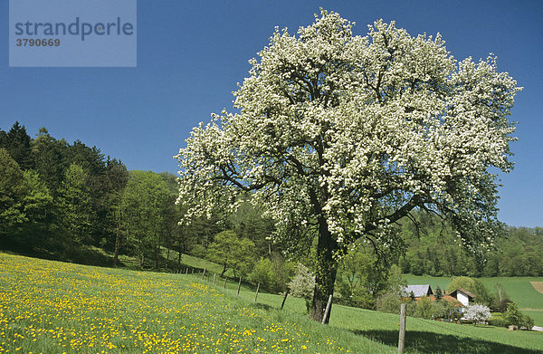 Blühende Obstbäume bei Weißenbach Triestingtal Niederösterreich
