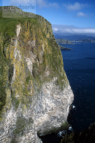 Vogelfelsen und Basstoelpelkolonie  Vogelinsel Runde  Westküste  Norwegen