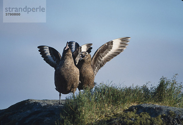 Skua (Catharacta skua)  balzende Altvögel  Vogelinsel Runde  Westküste  Norwegen