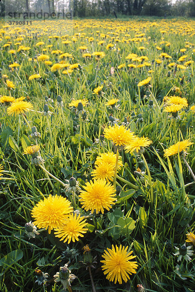 Feuchtwiese  Weide mit Loewenzahn (Taraxacum officinale) in voller Bluete  Muensterland  Nordrhein-Westfalen  Deutschland