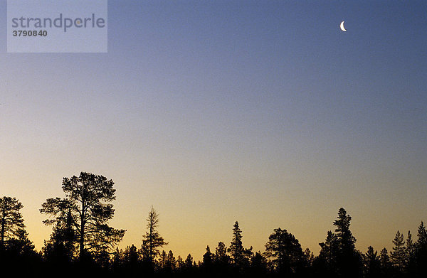 Halbmond über lapplaendischem Wald bei Mitternacht  Schwedisch Lappland  Schweden