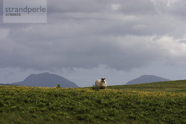 Einzelnes Schaf auf der schottischen Insel Islay  im Hintergrund die Paps of Jura  zwei charakteristische Berge der Nachbarinsel Jura.