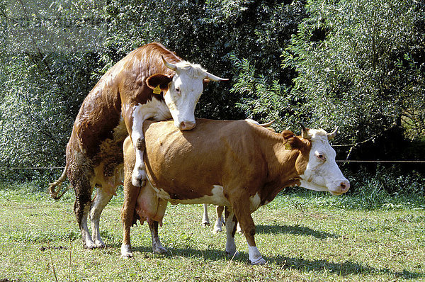 Flotte Kühe auf der Weide  Deutschland