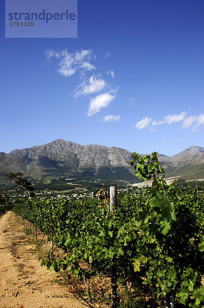 Südafrika Kapstadt Capetown Paarl Weinberg Anlage