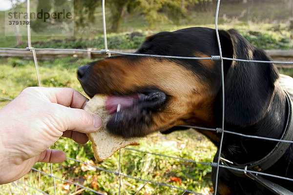 BRD Deutschland Bayern Hund hinter Gitter Hund im Käfig Hund am Gitterzaun Hund gefangen im Käfigzaun wird am Zaun gefüttert