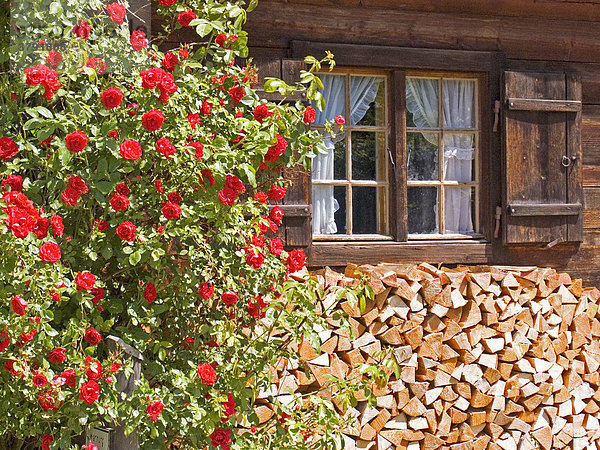 Deutschland Bayern Oberbayern Linderhof altes Bauernhaus Holzhaus Fenster mit Holzläden roter Rosenstrauch gelbe Blumen aufgeschichtetes Brennholz Holzhaus
