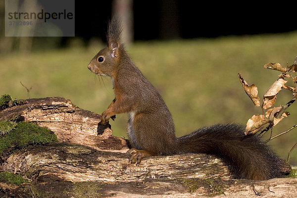 Eichhörnchen auf Baumstamm