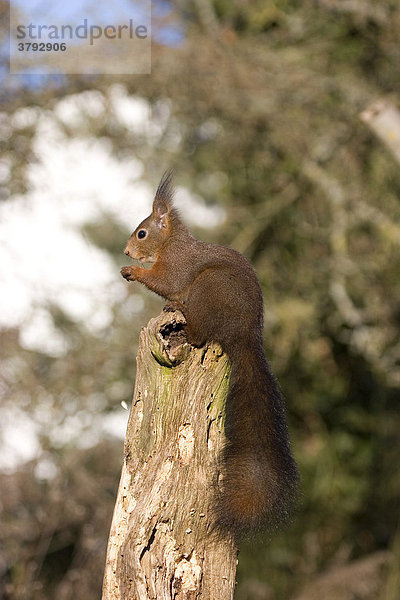 Eichhörnchen frißt auf einem Baumstamm