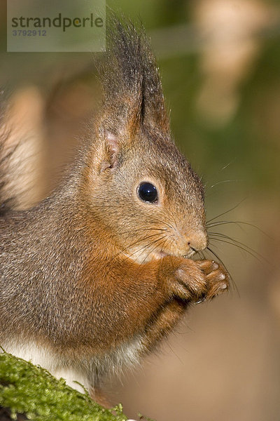 Portrait eines fressenden Eichhörnchen