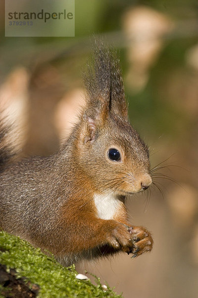 Portrait eines aufmerksamen Eichhörnchen