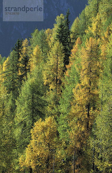 Goldener Lärchenwald im Nationalpark Hohe Tauern  Österreich