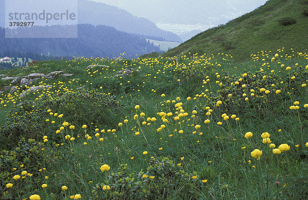 Bergwiese mit Trollblumen im Berner Oberland  Schweiz