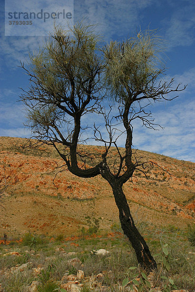 Einsamer Baum rotes Zentrum Australien