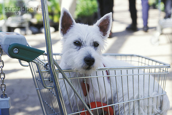Weißer Terrier in Einkaufswagen
