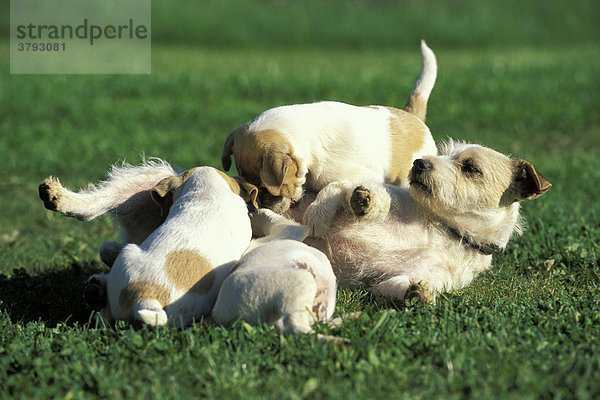 Jack-Russel-Terrier Mütter Säugt Junge