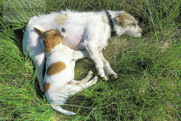 Schlafender Jack-Russel-Terrier mit Welpen