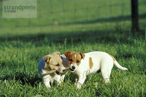 Zwei Jack-Russel-Terrier-Welpen