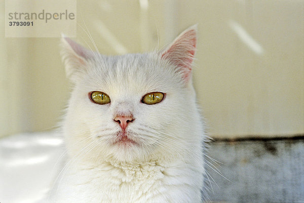 Portrait einer weißen Katze