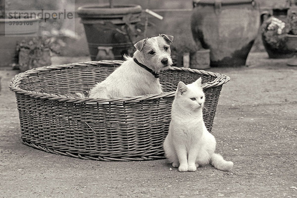 Jack-Russel-Terrier sitzt in Korb neben weißer Katze