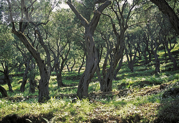 Olivenhain im Frühling - Korfu - Griechenland