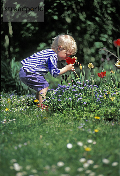 Kleiner Junge riecht im Garten an Tulpe