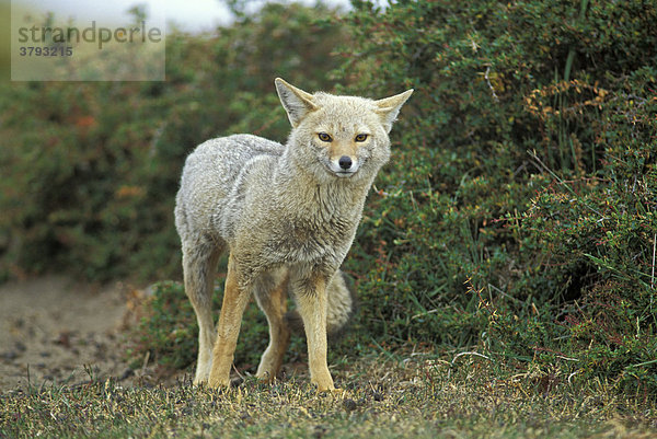 Magellan Grey Fox Patagonia South America
