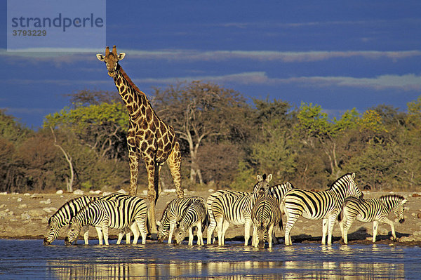 Zebras ( Equus quagga antiquorum ) und Giraffe ( Giraffa cameleopardis ) - Klein Namutoni Wasserstelle - Etosha Nationalpark - Namibia