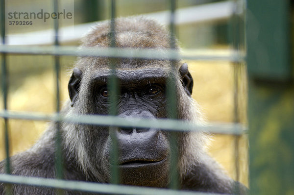 Westlicher Flachlandgorilla Gorilla gorilla gorilla in Gefangenschaft