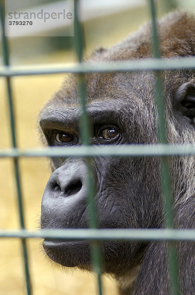 Westlicher Flachlandgorilla Gorilla gorilla gorilla in Gefangenschaft